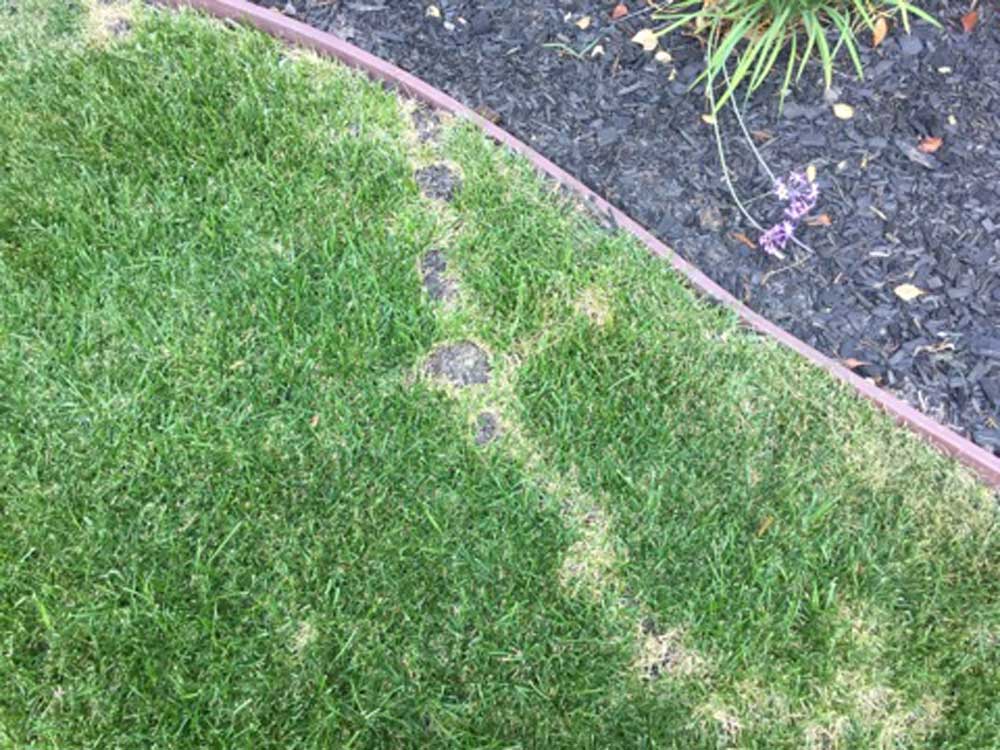 Mole & Vole Control in Dublin, CA and throughout the Bay Area Yard